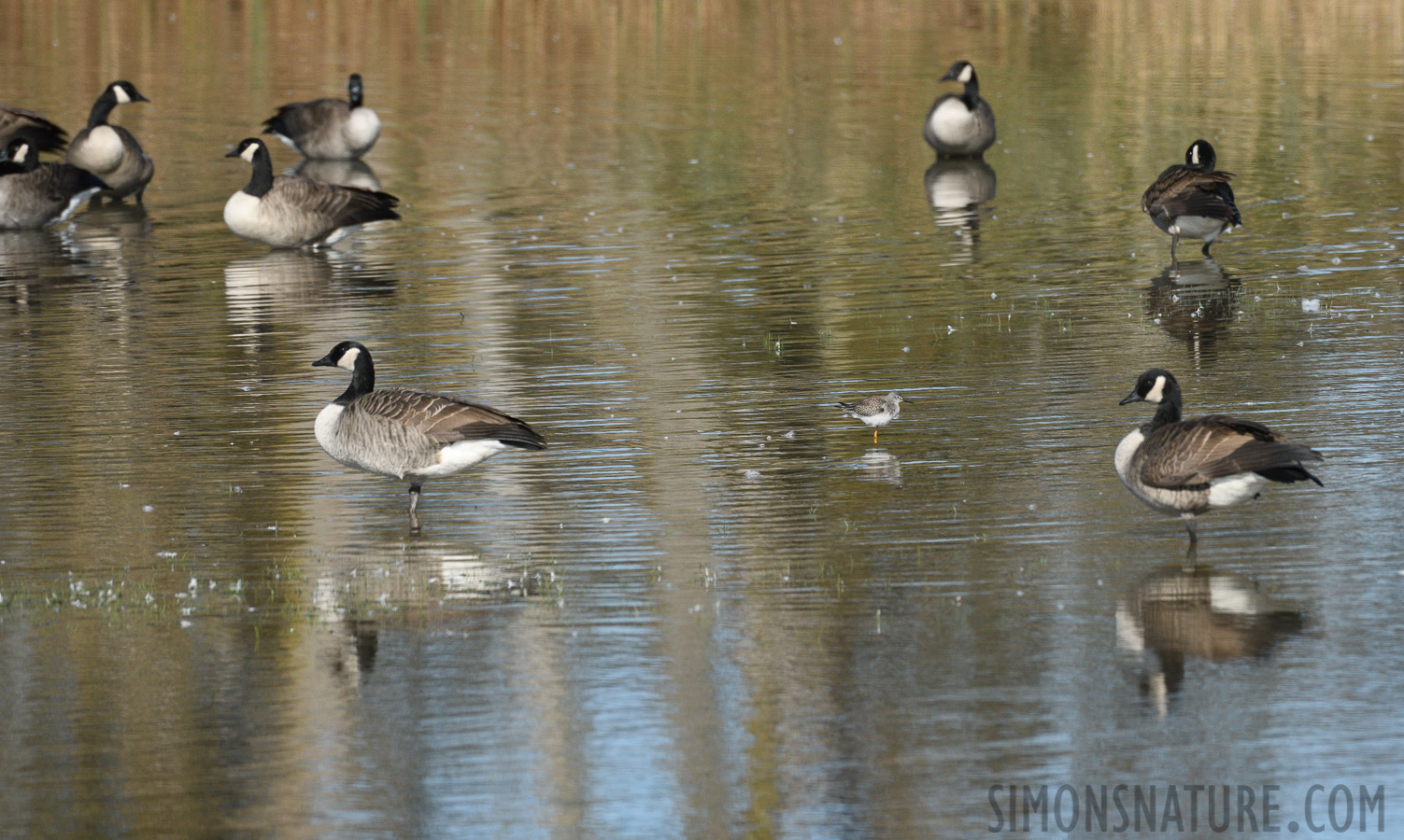 Branta canadensis interior [400 mm, 1/2500 sec at f / 8.0, ISO 800]